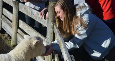 Student petting a sheep